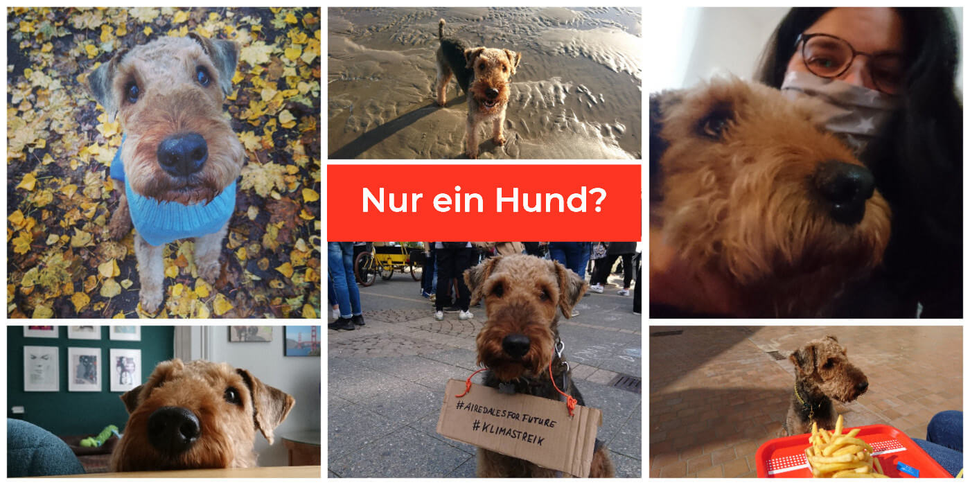 Carin Müller bloggt Nur ein Hund?