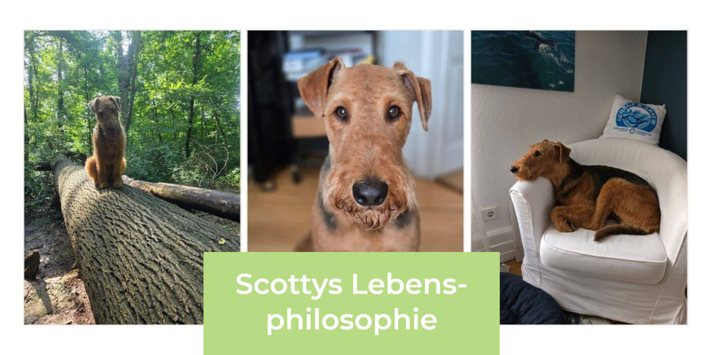 Bildbeschreibung: drei Fotos von Airedale Terrier Scotty nebeneinander