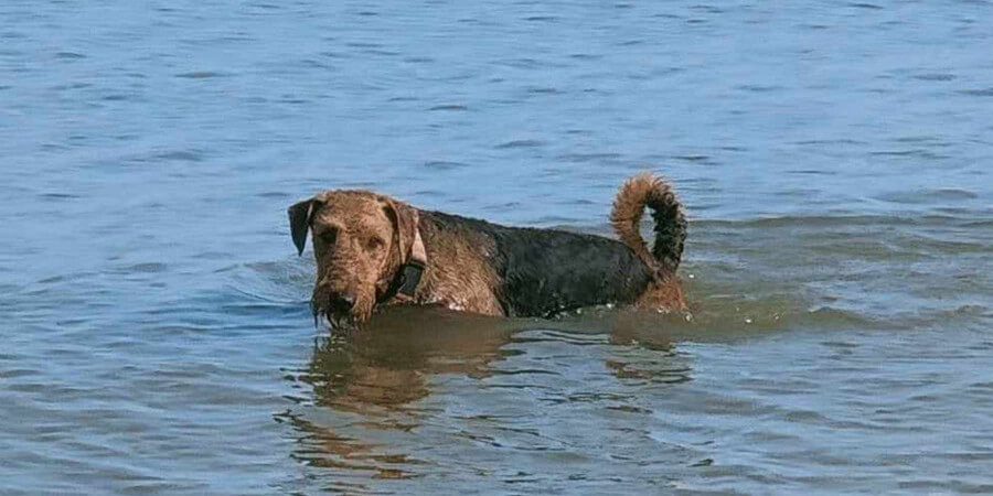 Airedale Terrier im Meer